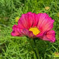 Xsenia Cosmos Seeds online shopping