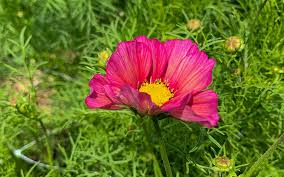 Xsenia Cosmos Seeds online shopping