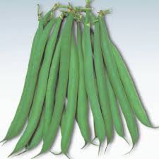 Masai Bush Bean Seeds online shopping