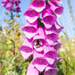 Foxglove Digitalis Seeds online shopping