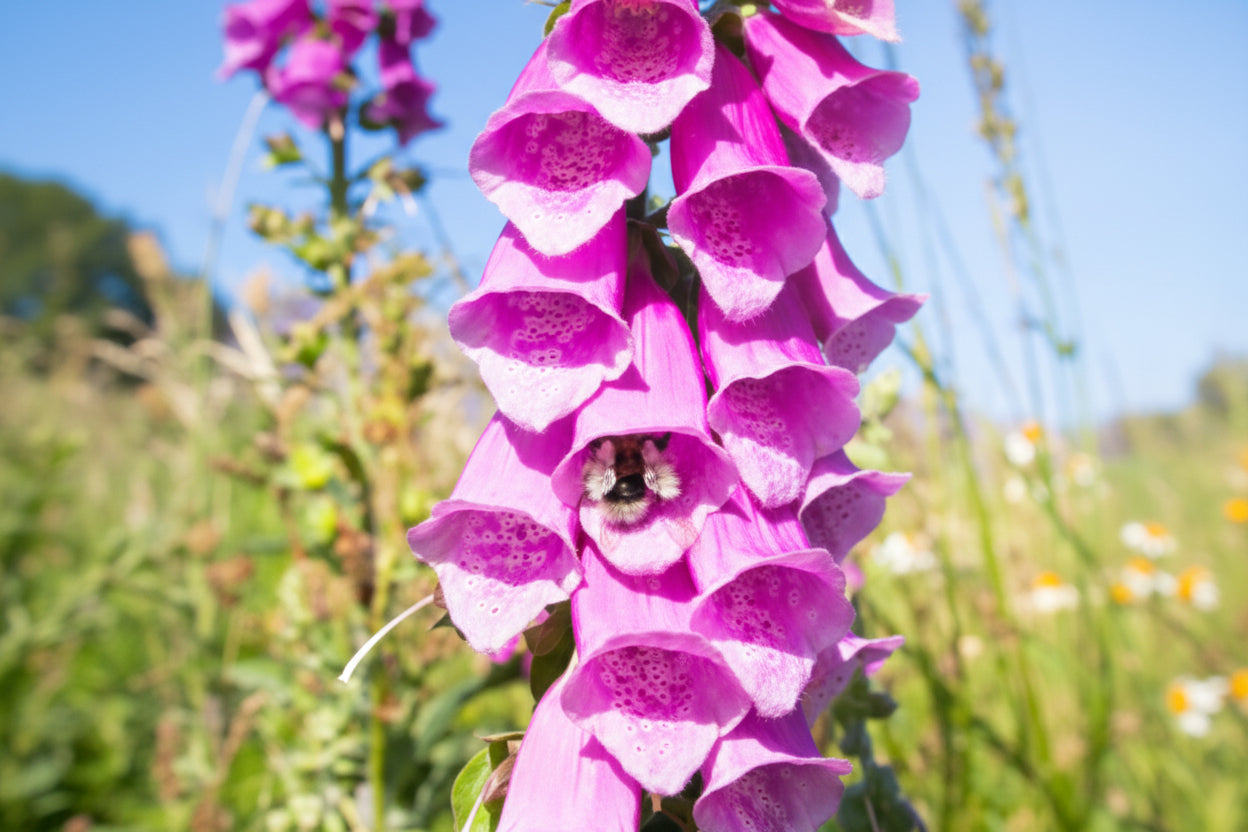 Foxglove Digitalis Seeds online shopping