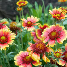 Blanketflower Gaillardia Seeds online shopping