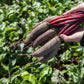 Taunus F1 Beet Seeds online shopping