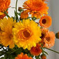 Fiesta Gitana Calendula Seeds online shopping
