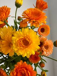 Fiesta Gitana Calendula Seeds online shopping
