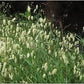 Quaking Grass Seeds online shopping