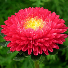 King Size Red China Asters Seeds online shopping