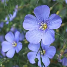 Common Flax Organic Seeds online shopping