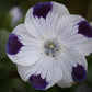 Five Spot Nemophila Seeds online shopping