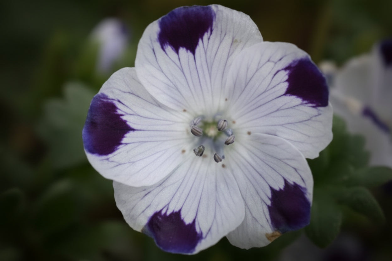 Five Spot Nemophila Seeds online shopping