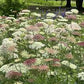 Purple Kisses Daucus (Ammi) Seeds online shopping