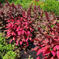Hopi Red Dye Amaranth Seeds online shopping