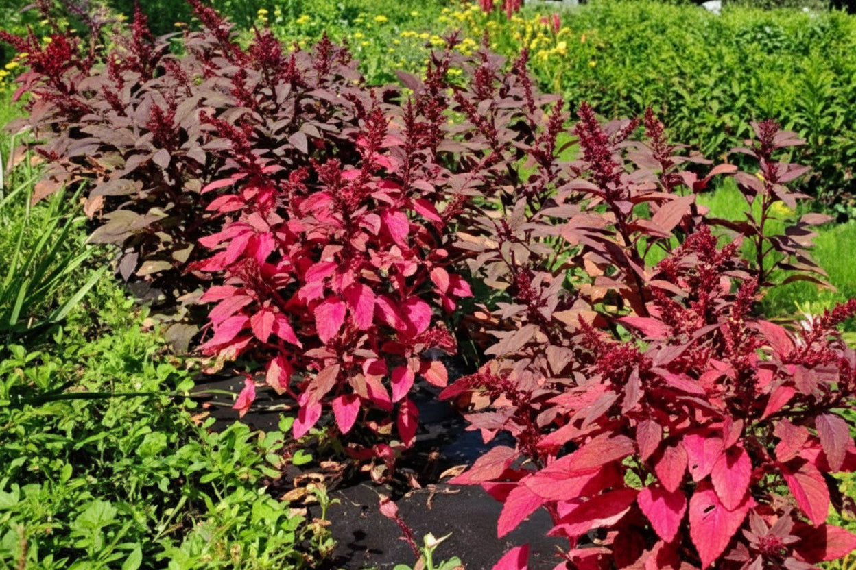 Hopi Red Dye Amaranth Seeds online shopping