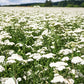 Western Yarrow Seeds online shopping