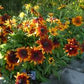 Cappuccino Rudbeckia Seeds online shopping