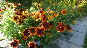 Cappuccino Rudbeckia Seeds online shopping