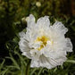 Double Click Snow Puff Cosmos Seeds online shopping