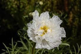 Double Click Snow Puff Cosmos Seeds online shopping