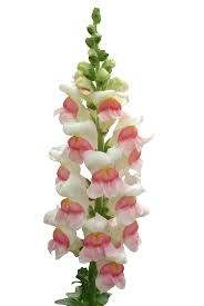 Potomac Appleblossom F1 Snapdragon Seeds online shopping
