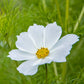 Purity Cosmos Seeds online shopping