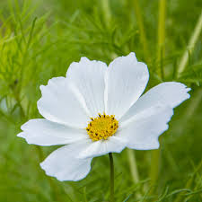 Purity Cosmos Seeds online shopping