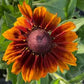 Cappuccino Rudbeckia Seeds online shopping