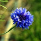 Blue Boy Cornflower Seeds online shopping