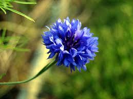 Blue Boy Cornflower Seeds online shopping