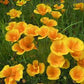 Yukon Gold California Poppy Seeds online shopping