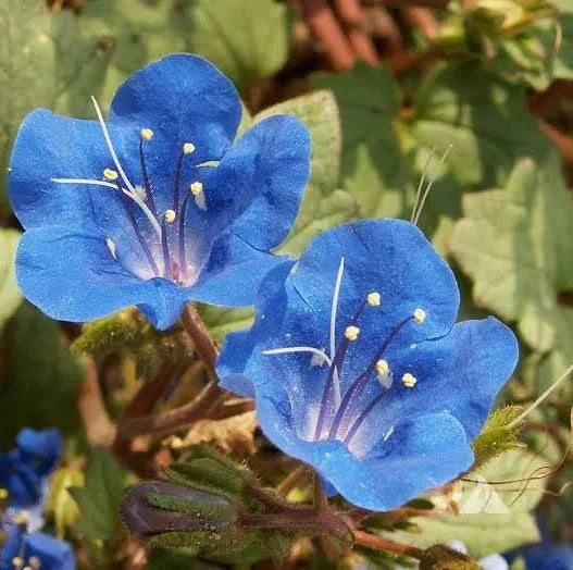 California Bluebell Phacelia Seeds online shopping