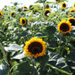 Taiyo Organic Sunflower Seeds online shopping