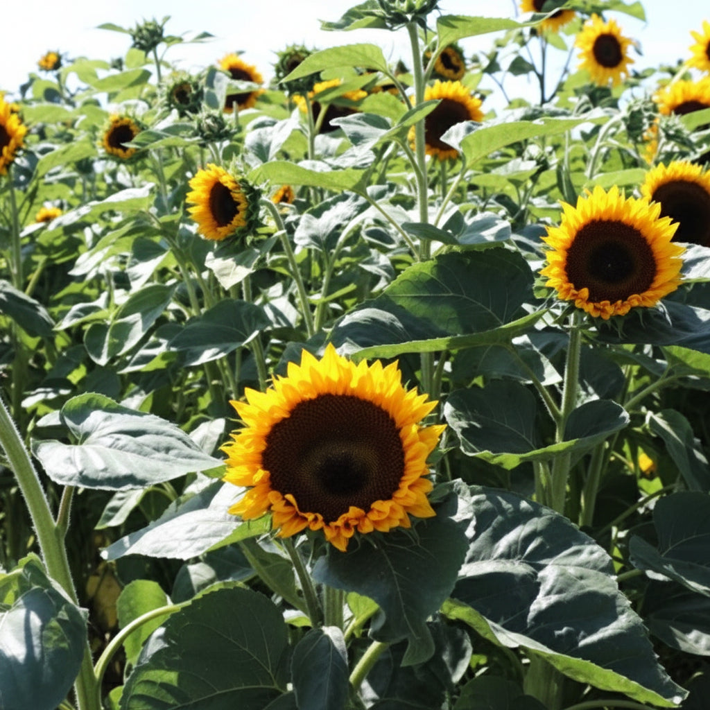Taiyo Organic Sunflower Seeds online shopping