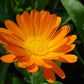 Single Orange Calendula Seeds online shopping