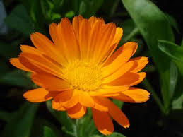 Single Orange Calendula Seeds online shopping
