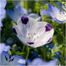 Five Spot Nemophila Seeds online shopping