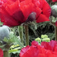 Pizzicato Poppy Seeds online shopping