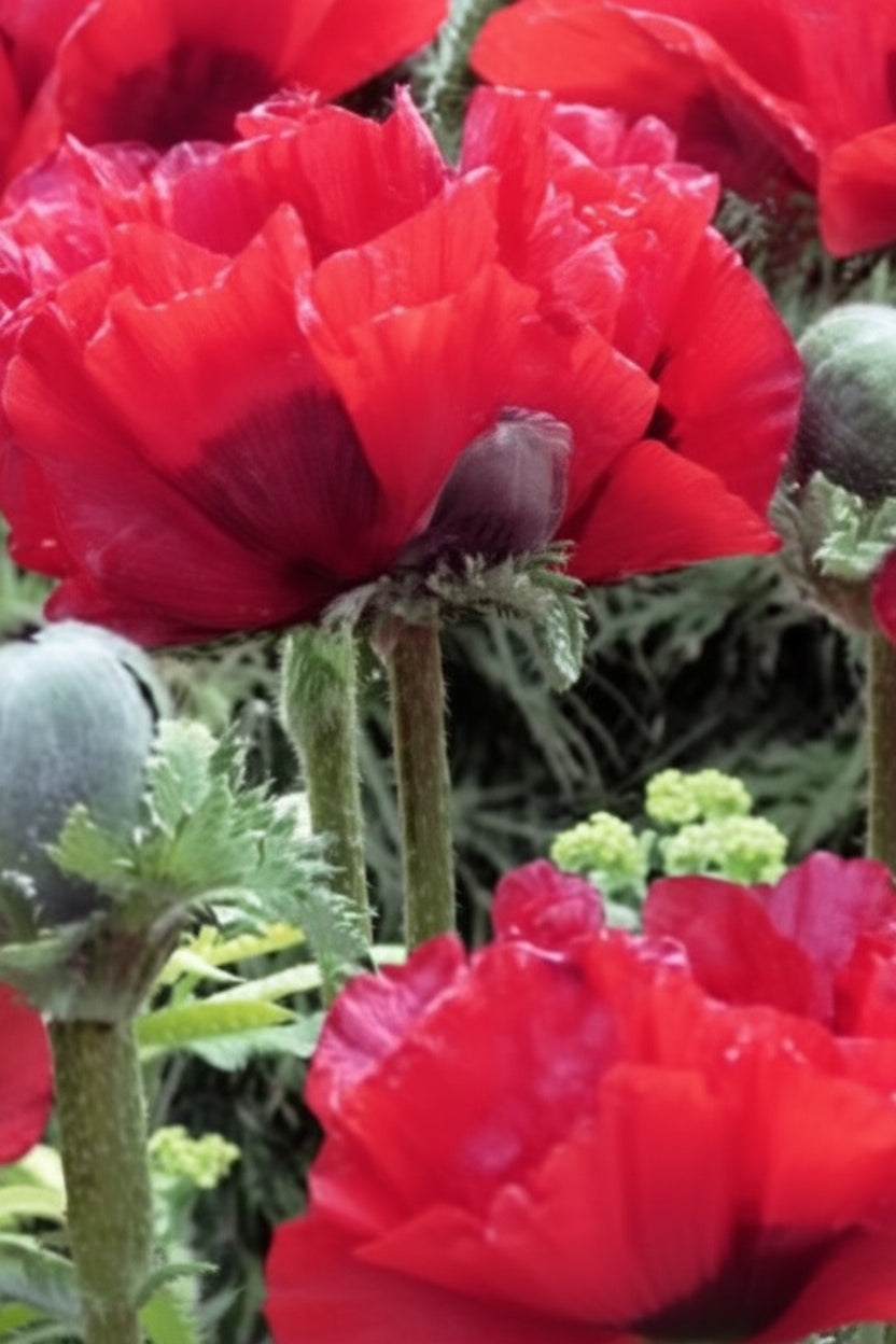 Pizzicato Poppy Seeds online shopping