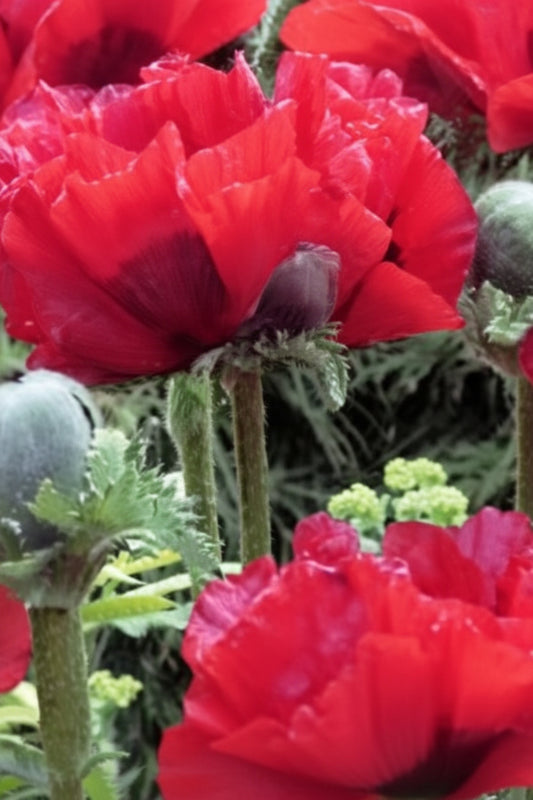 Pizzicato Poppy Seeds online shopping