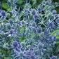 Sea Holly Eryngium planum Seeds online shopping