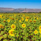 Incredible Sunflower Seeds online shopping