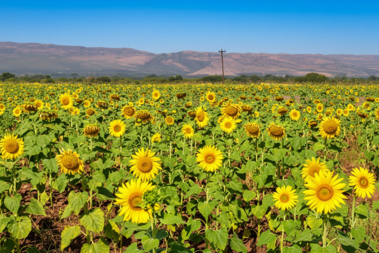 Incredible Sunflower Seeds online shopping