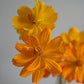 Bright Lights Cosmos Seeds online shopping