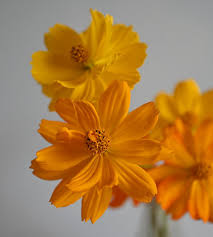 Bright Lights Cosmos Seeds online shopping