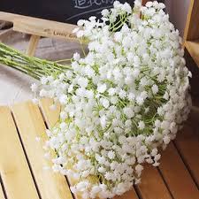 Baby's Breath Gypsophila Seeds online shopping