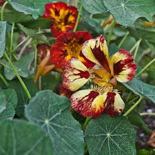 Bloody Mary Nasturtium Seeds online shopping