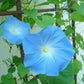 Heavenly Blue Morning Glory Seeds online shopping