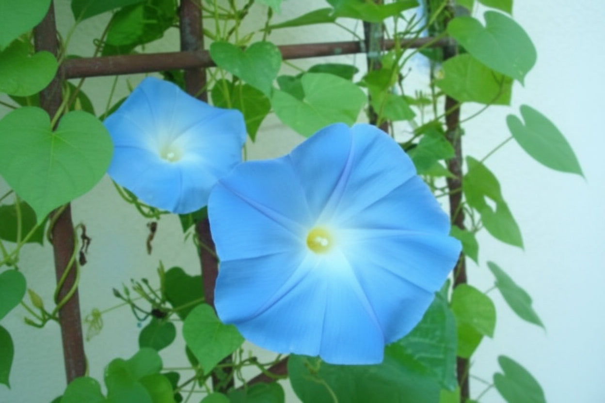 Heavenly Blue Morning Glory Seeds online shopping