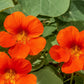 Empress of India Nasturtium Seeds online shopping