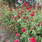 Sanguinea Cupcake Zinnia Seeds online shopping