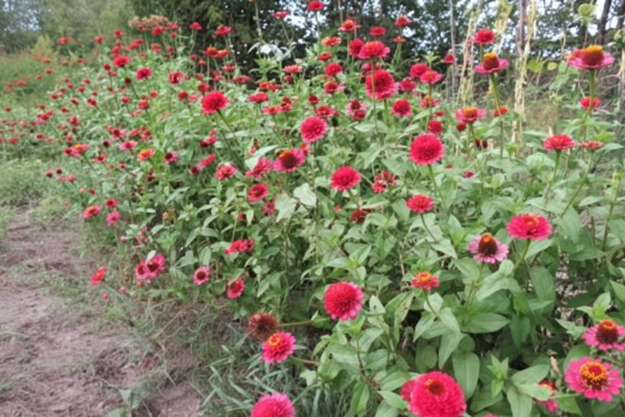 Sanguinea Cupcake Zinnia Seeds online shopping